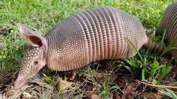 Pangolins Allegedly To Be Corona Virus Host