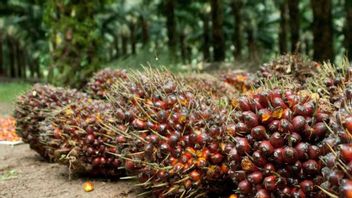 Denies Palm Oil Consumption For Biodiesel Disrupts Cooking Oil Production, Aprobi: Palm Oil Production Is 52 Million Tons, Biodiesel Needs Only 8.4 Million Tons