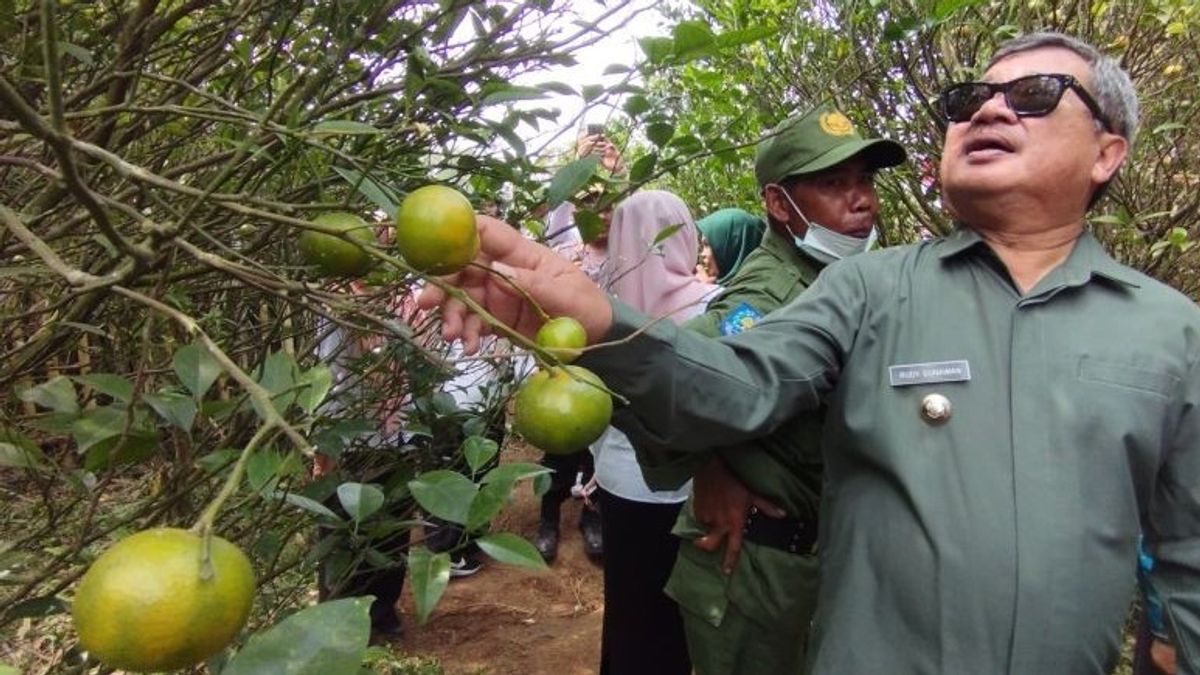 Jeruk Garut Will Be Preserved And Maximized As An Superior Commodity