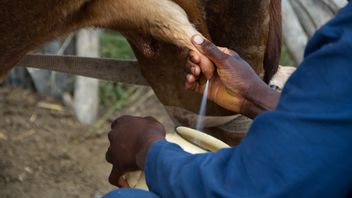 农业部鼓励UMKM部门邀请公众食用加工水牛奶