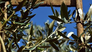 an, ce sont les 5 plantes d'avenir pour la maison selon l'islam qui apportent du bienfaisant