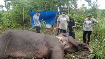 Gajah Mati di Aceh Besar Akibat Infeksi Sistemik