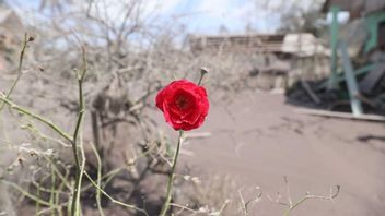 Poisson Rouge Survivant De L’éruption De Semeru Aux Roses Rouges, Khofifah Optimist Lumajang A Rebondi
