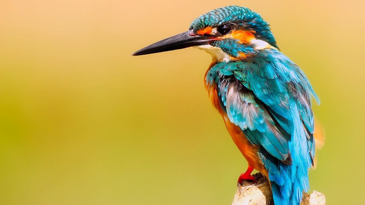 Darwin's Theory Is Correct, Birds Near The Equator Are More Colorful Than Birds Near The Poles