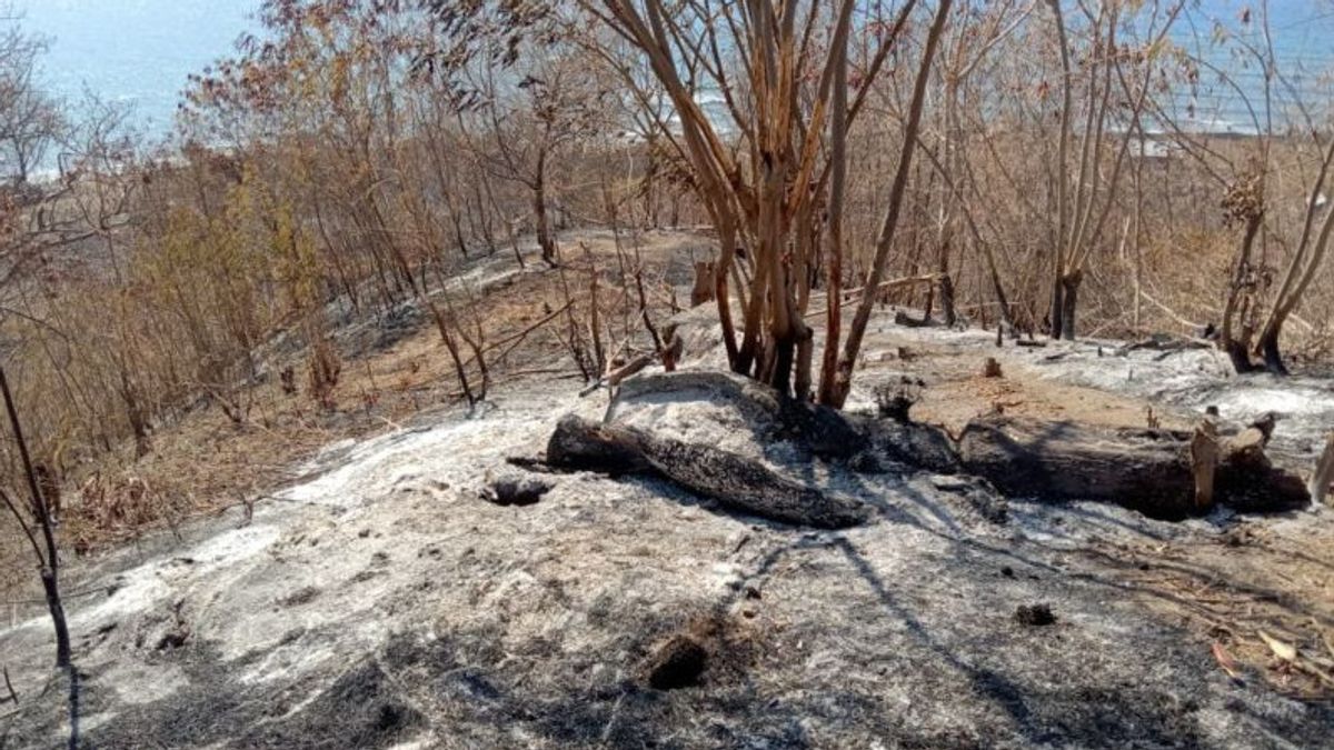 Tuanggeo Sikka NTT的森林和陆地火灾 蔓延到2个村庄,87公顷的 Hangus 土地被烧毁