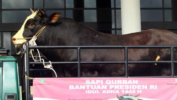President Jokowi Prepares 35 Cows For Sacrifice