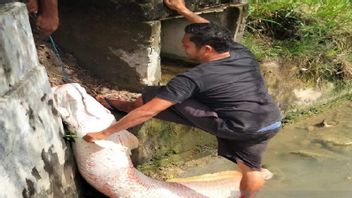 It's Been Revealed That A Giant Fish Has Been Found By Residents Of Lhokseumawe Aceh, A Species That Inhabits The Amazon River, Brazil