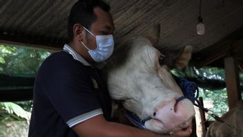 佐科威在全省各地为宰牲节献祭牛 今年，最重的1.4吨运往NTB