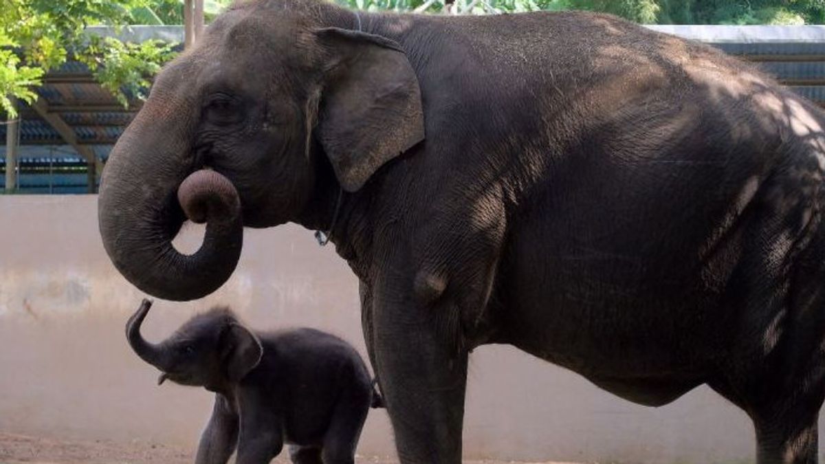 Dijodohkan 2017 dan Baru Kawin Mei 2019, Pasangan Gajah Sumatera Terry dan Budi di Bali Zoo Akhirnya Lahirkan Anak