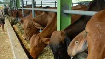 西爪哇省副省长敦促人们不要购买受口蹄疫影响的奶牛进行牺牲