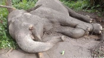 Tesso Nilo Riau Tissu的一头大象被怀疑被毒死,他的小牛被砍掉