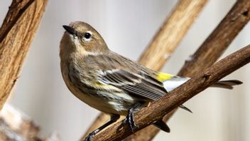 Many Birds Die From Mysterious Diseases, Bird Fans Should Be Alert