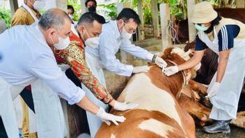 Minister Of Agriculture Syahrul Yasin Ensures Handling Of Animal Mouth-Foot Diseases Is Controlled
