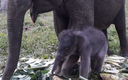 Kabar Gembira, Telah Lahir Bayi Gajah Sumatera Jantan di TNTN Pelalawan