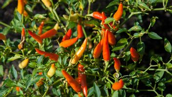 It's Been A Complete Food For The Community For A Long Time, When Actually Chili Enters Indonesia?