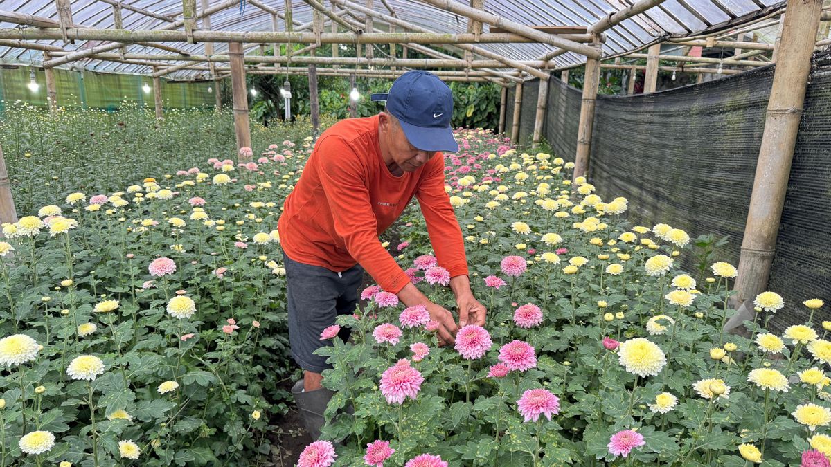 James Mogi, Farmer Of Krisan Flowers In Tomohon Who Raised Tens Of Millions With Clean Electricity PLN