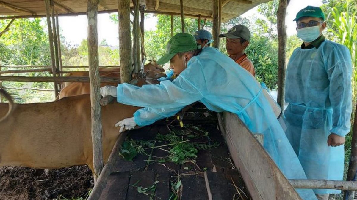 Ratusan Ternak di Bintan Kepri Bakal Divaksin Booster PMK Produksi Argentina