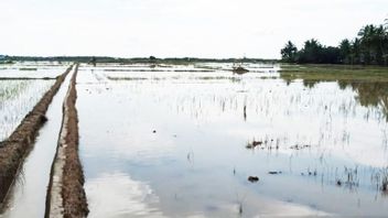 Cela Fait Une Semaine, 2 802 Hectares De Rizières Dans Le Nord D’Aceh Ont été Submergés Par Les Inondations, 43 Hectares Sont Confirmés Comme N’ayant Pas Réussi à Récolter