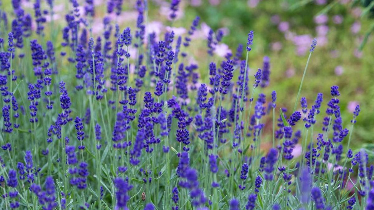 5 Cara Menanam Bunga Lavender Sendiri di Rumah Agar Hunian Makin Cantik