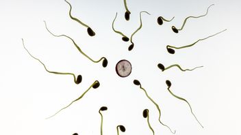 How To Distinguish Fertile Sperms And Not? Check The 5 Indicators Here