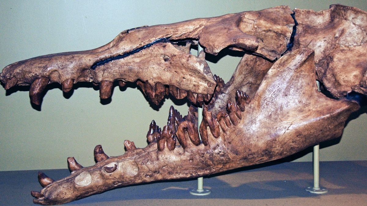 科学家发现"海怪"的头骨，现代鲸鱼的古代捕食者祖先