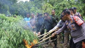 8,013 Square Meters Of Cannabis Farms In Aceh Planted 13 Thousand Stems Finally Destroyed
