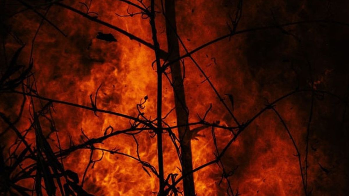 Kebakaran Hutan di Turki Hampir Seluruhnya Teratasi