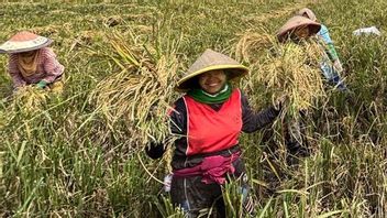 Bulogは、乾燥収穫穀物を1キログラムあたり6,500ルピアで吸収することを保証します
