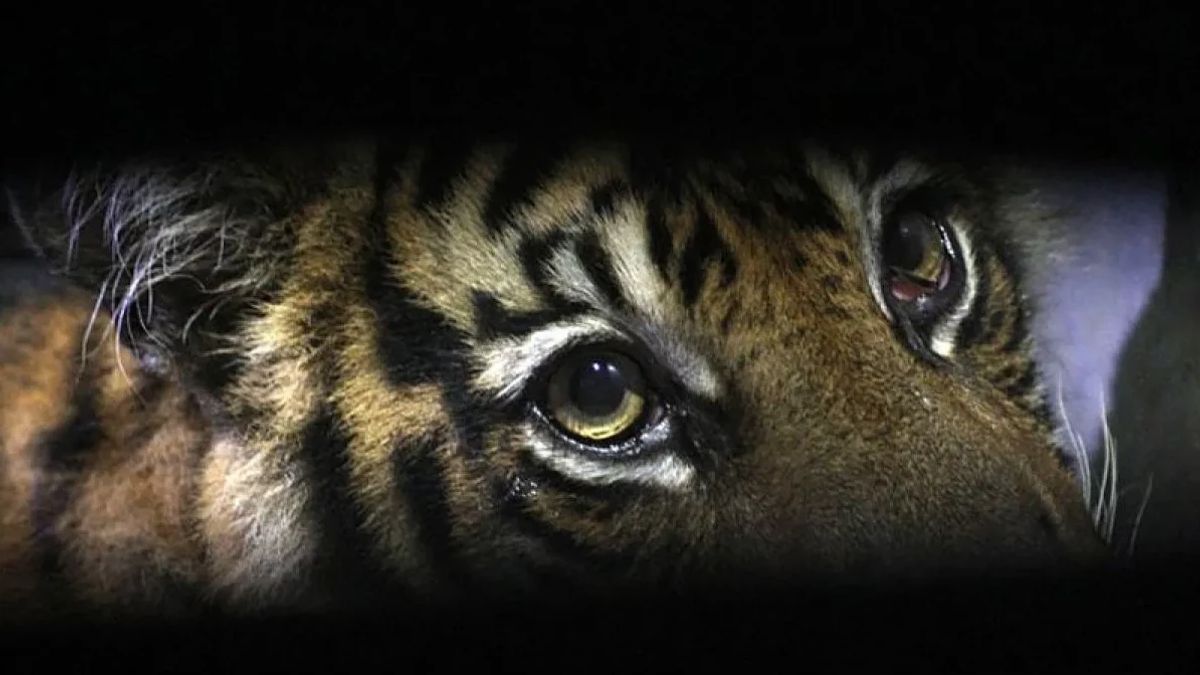 Conflit entre les tigres et les humains en Indonésie, KLHK souligne l’importance de restaurer des écosystèmes sains