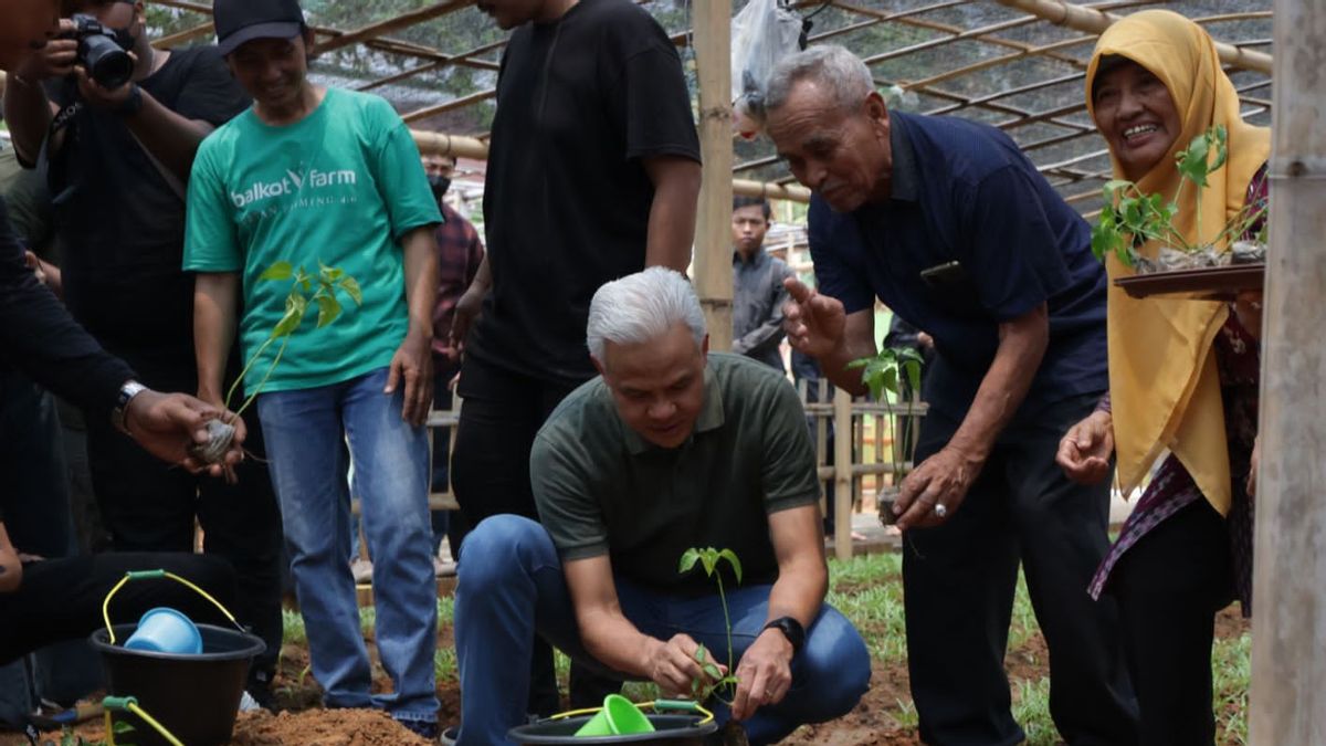 Ganjar Pranowo Harvests Wine And Plants Chili With Farmers In The Capital City