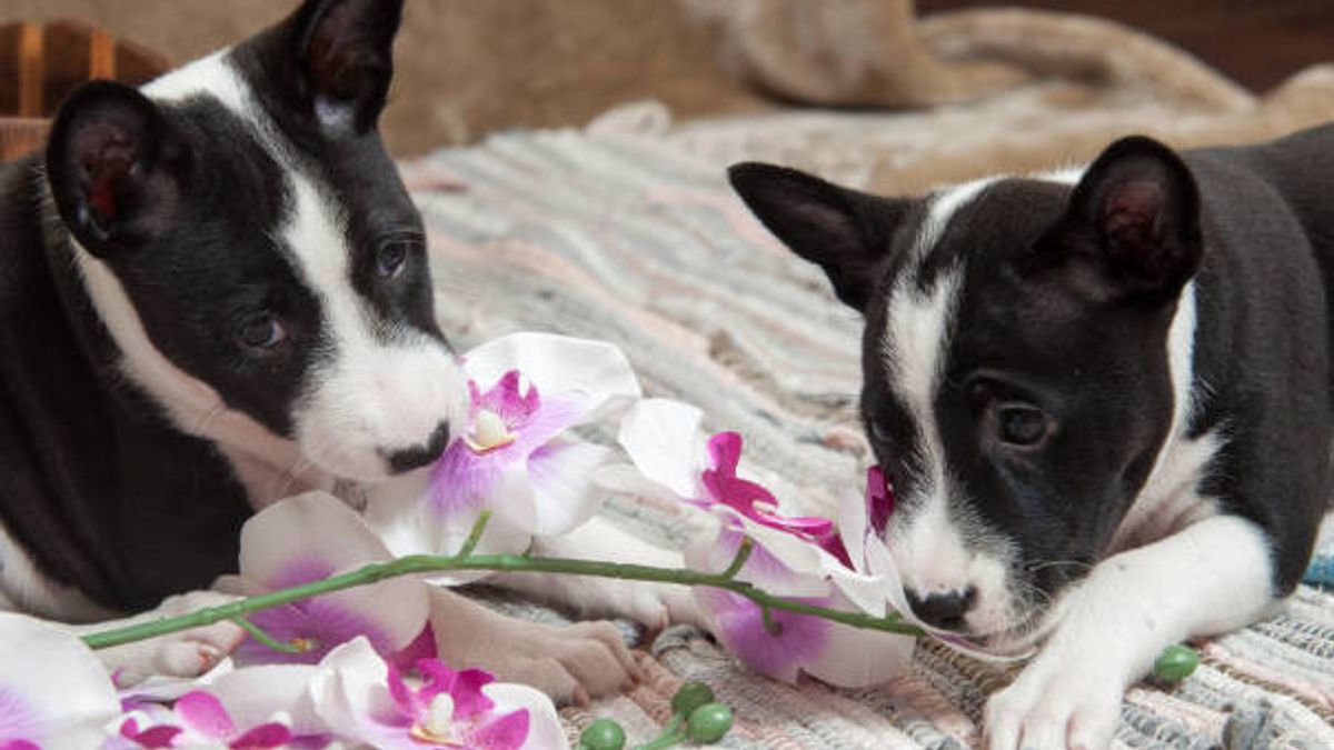 アングレックヒヤシンス植物は犬に有害ですか?ここに説明があります