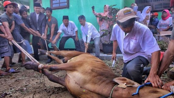 Jelang Iduladha: Larangan Potong Hewan dan Kebijakan Lain di DKI Jakarta