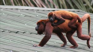 Panas Menyengat Tembus 46 Derajat di Meksiko, 138 Monyet Howler Mati Berjatuhan dari Pohon