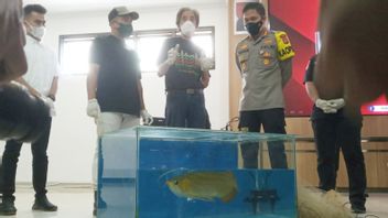 The Theft Case Of 400 Super Red Arowana Fish Worth Rp24 Billion Belonging To Irfan Hakim's Friend Was Revealed By The Police
