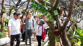 Daya Tarik Baru Kebun Raya Bogor untuk Edukasi dan Konservasi Tanaman Hoya