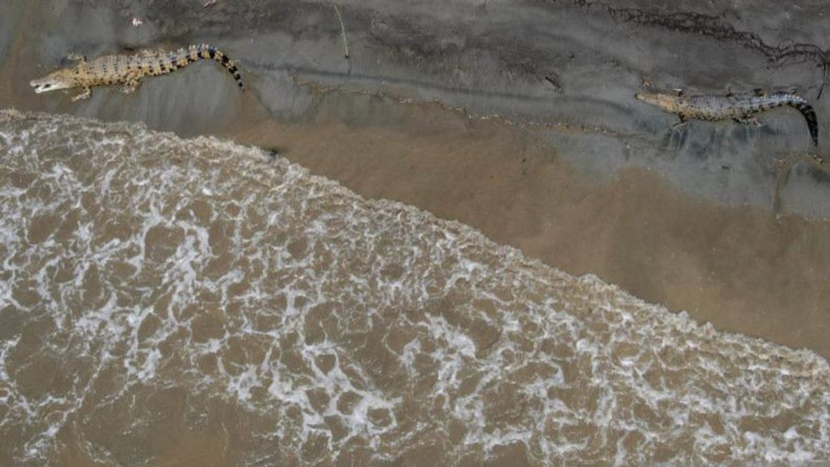 3 Hari Menghilang, Jenazah Warga Banyuasin Sumsel Diduga Diterkam Buaya Ditemukan di Tepian Aliran Sungai