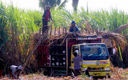 Ingatkan Dampak Pencemaran, KLHK Desak Pemprov Lampung Hapus Kebijakan Bakar Lahan saat Panen Tebu