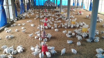 South Korea Experiences Spike In Livestock Deaths Due To Heat Waves