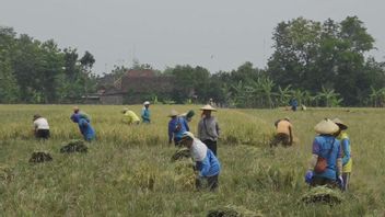 多亏了Embung Ganjar Pranowo，中爪哇的农民一年可以收获三次