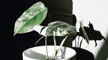 Faktor yang Mendukung Tanaman Monstera Variegata Memiliki Harga Mahal