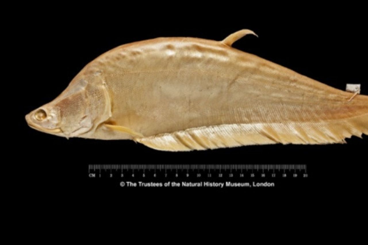 La découverte du poisson biologique soupçonné d’être disparu est la preuve de la richesse de la flore et de la faune de l’Indonésie