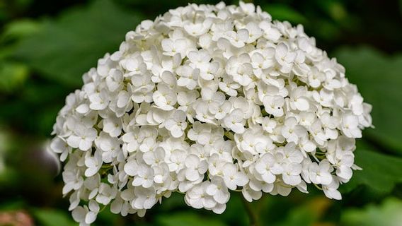 8 Penyebab Daun Tanaman Hydrangea di Rumah Menguning