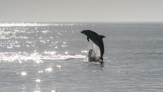 Not Lost, 2 Dolphins That Used To Be Viral Rided By Lucinta Luna Died