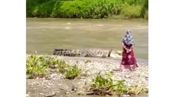Les Mères Sont Désespérées D’approcher Un Grand Crocodile Dans Un Pneu à Palu, Qui Réapparaît