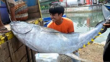 3 وزارة تستعد لدمج نظام الموانئ في بابوا ، ولاحقا يمكن تصدير الأسماك مباشرة من بياك