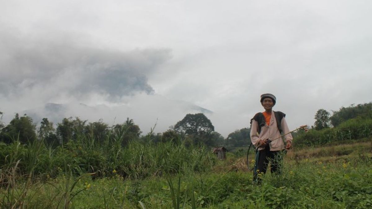 Petani di Lereng Gunung Marapi Sumbar Masih Beraktivitas Meski Erupsi Terjadi