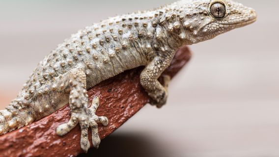 Cara Menangkap Tokek Menggunakan Bahan Alami, Dijamin Tokek Langsung Klenger