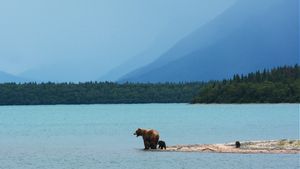 Pria Tembak Mati Beruang Grizzly di Montana Usai Diserang