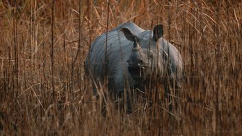 La police arrête un chasseur à badminton Java dans le parc national d’Ujung Kulon