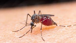 1.288 Orang Mukomuko Jadi Suspect Terserang Malaria Sepanjang Tahun 2022, tapi...